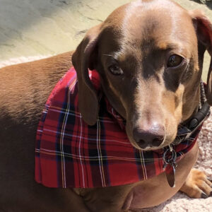 Tartan Dog Neckerchief